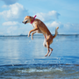 Boost Your Dog's Mobility: Essential Joint Health Ingredients